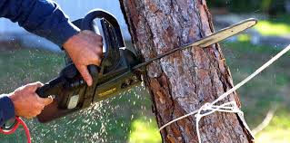 Best Tree Disease Treatment  in Milledgeville, GA